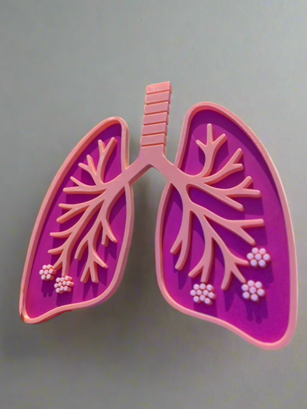 Anatomical Dissected Lungs