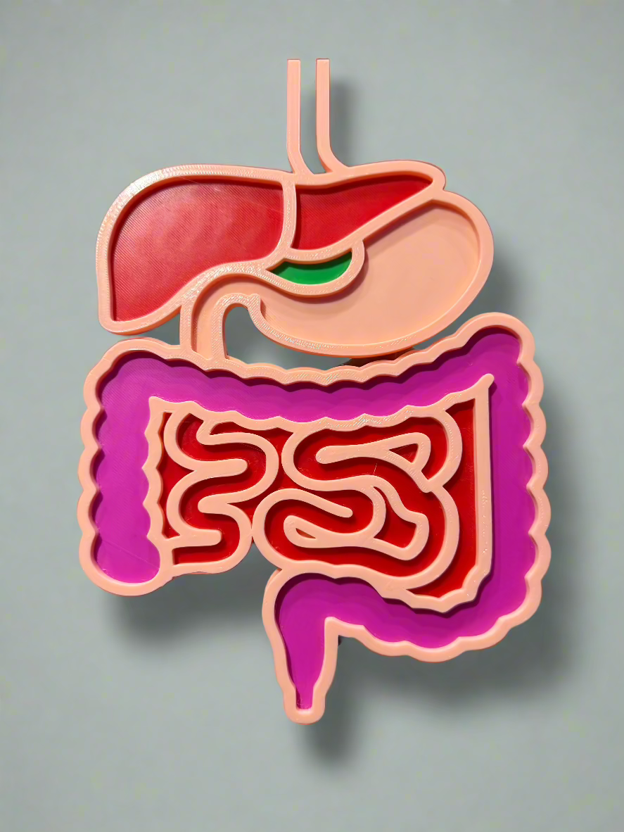 Dissected Anatomical Digestive System Model