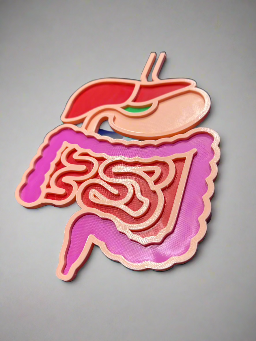Dissected Anatomical Digestive System Model