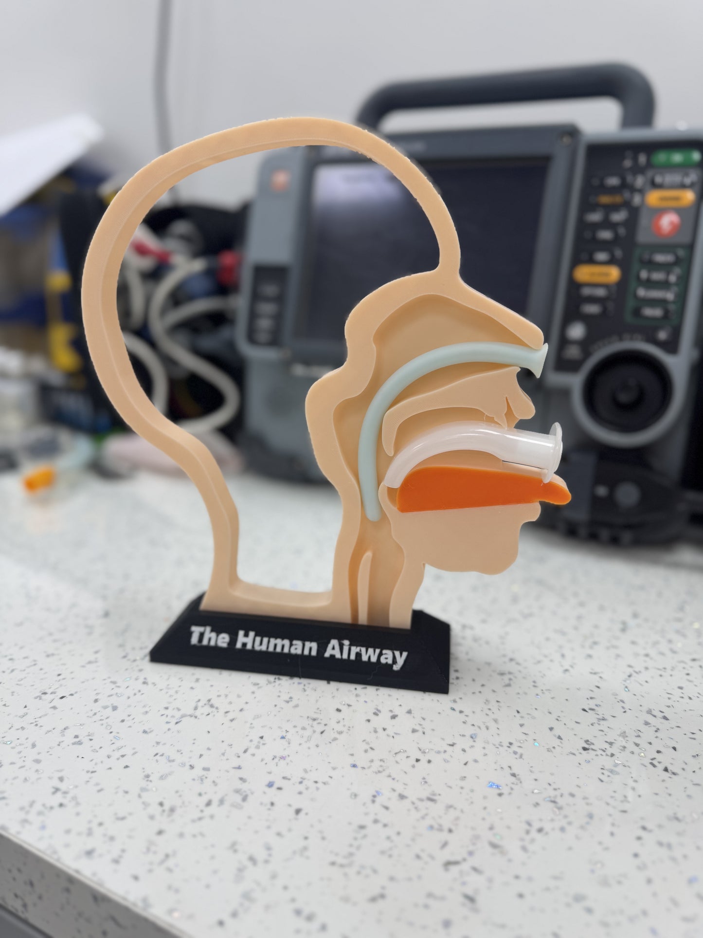 The Airway Model