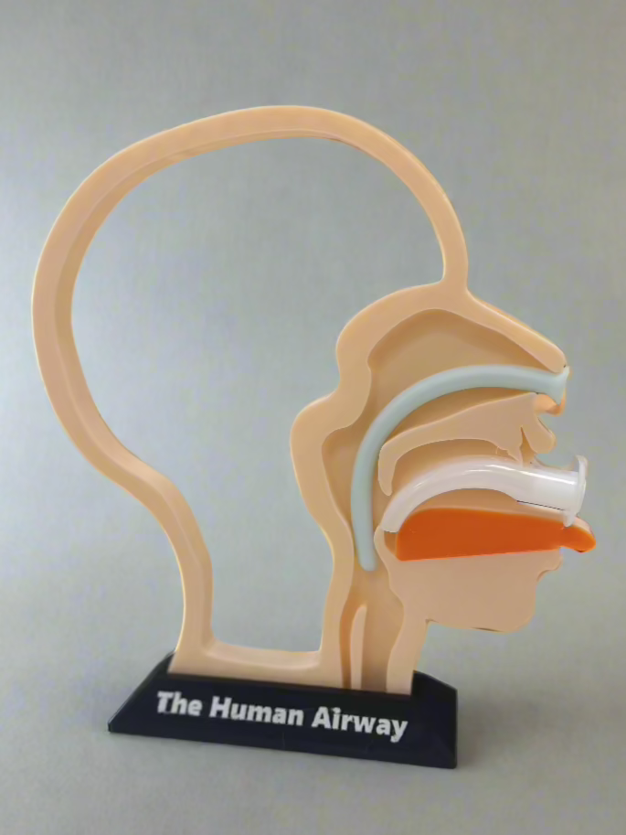 The Airway Model