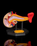 Human Pancreas Model