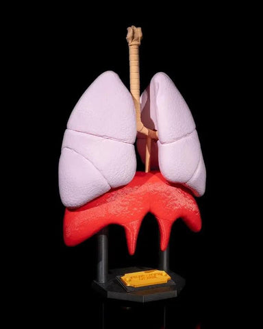 Human Lungs Model