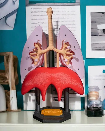 Human Lungs Model