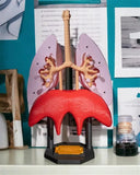 Human Lungs Model