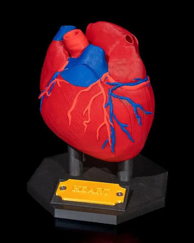 Human Heart Model