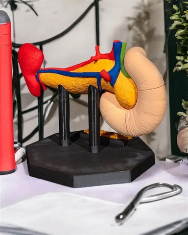 Human Pancreas Model