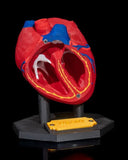 Human Heart Model