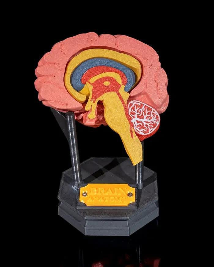 Human Brain Model