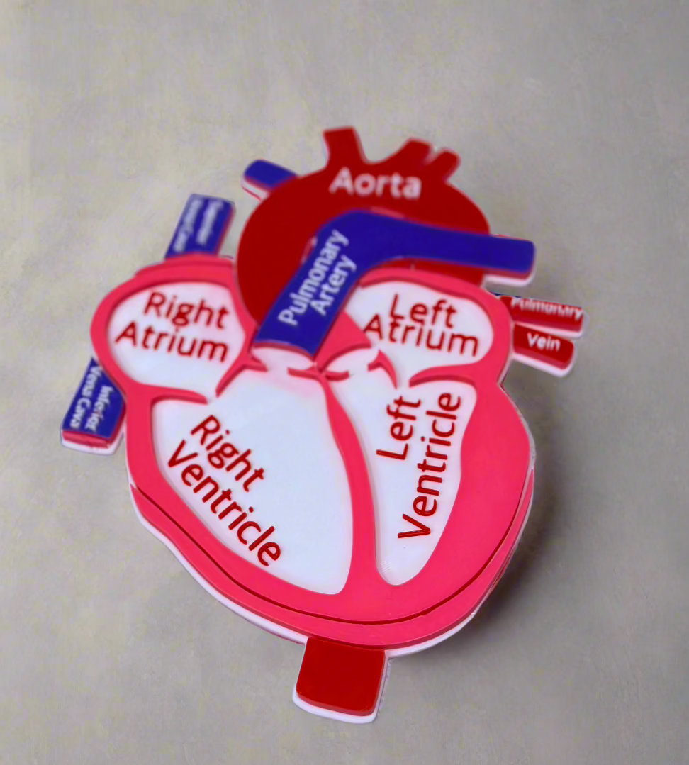 Anatomical Disected Heart