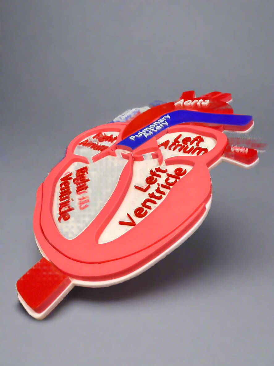 Anatomical Disected Heart