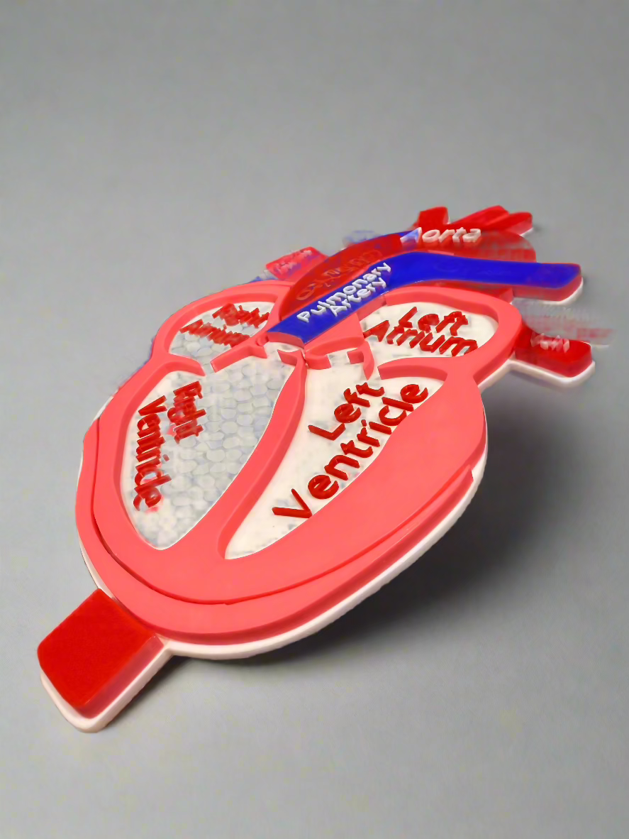 Anatomical Disected Heart